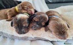 Miniature Dachshund dogs for sale: Longhaired Minature Dauchounds - Image 8