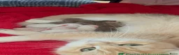 British Shorthair cats for sale: Active registered golden British shorthair queen - Advert 10