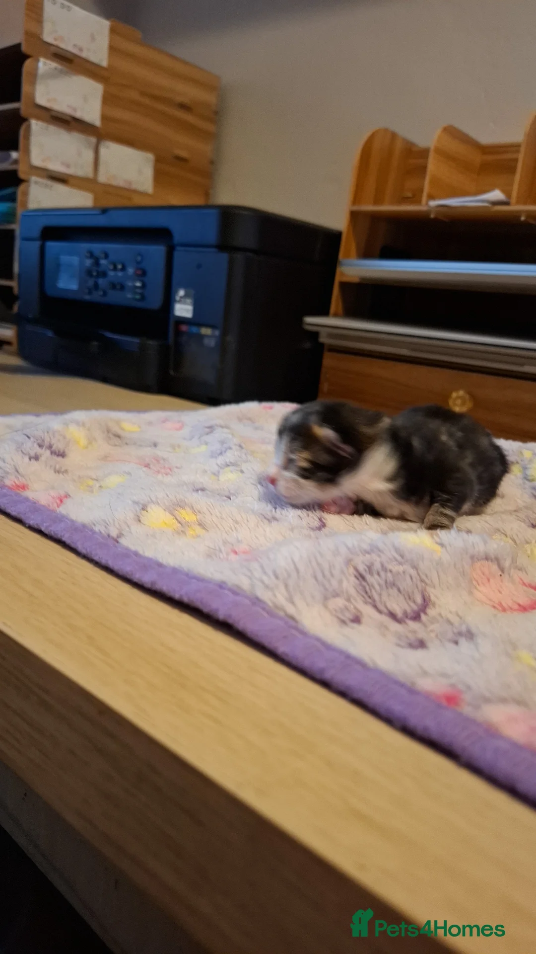 Mixed Breed cats for sale: Cookies kittens  - Advert 2