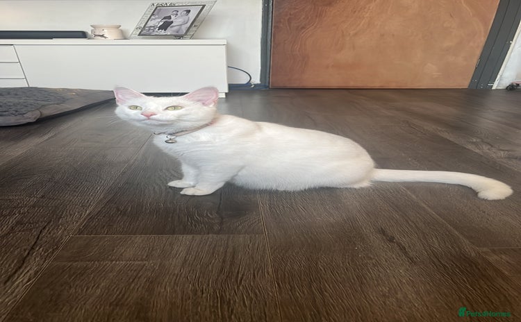 Turkish Angora cats - Advert 1