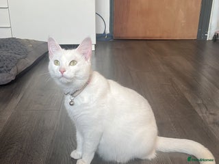 Turkish Angora cats for sale - Advert 1