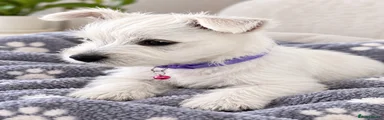 West Highland Terrier 2