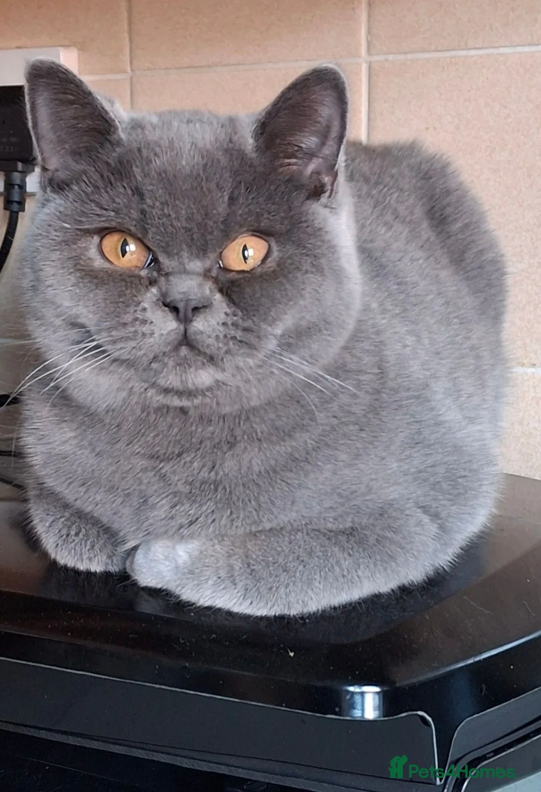 British Shorthair cats for sale: British Shorthair kittens 12 weeks old  in Luton - Advert 22