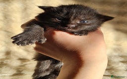 Maine Coon cats for sale: MAINE COONE KITTENS POLYDACTYL&NON POLYDACTYL   - Advert 11