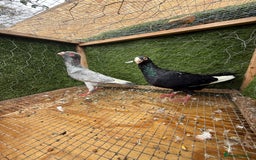 Doves birds for sale: Syrian pigeons for sale - Image 3