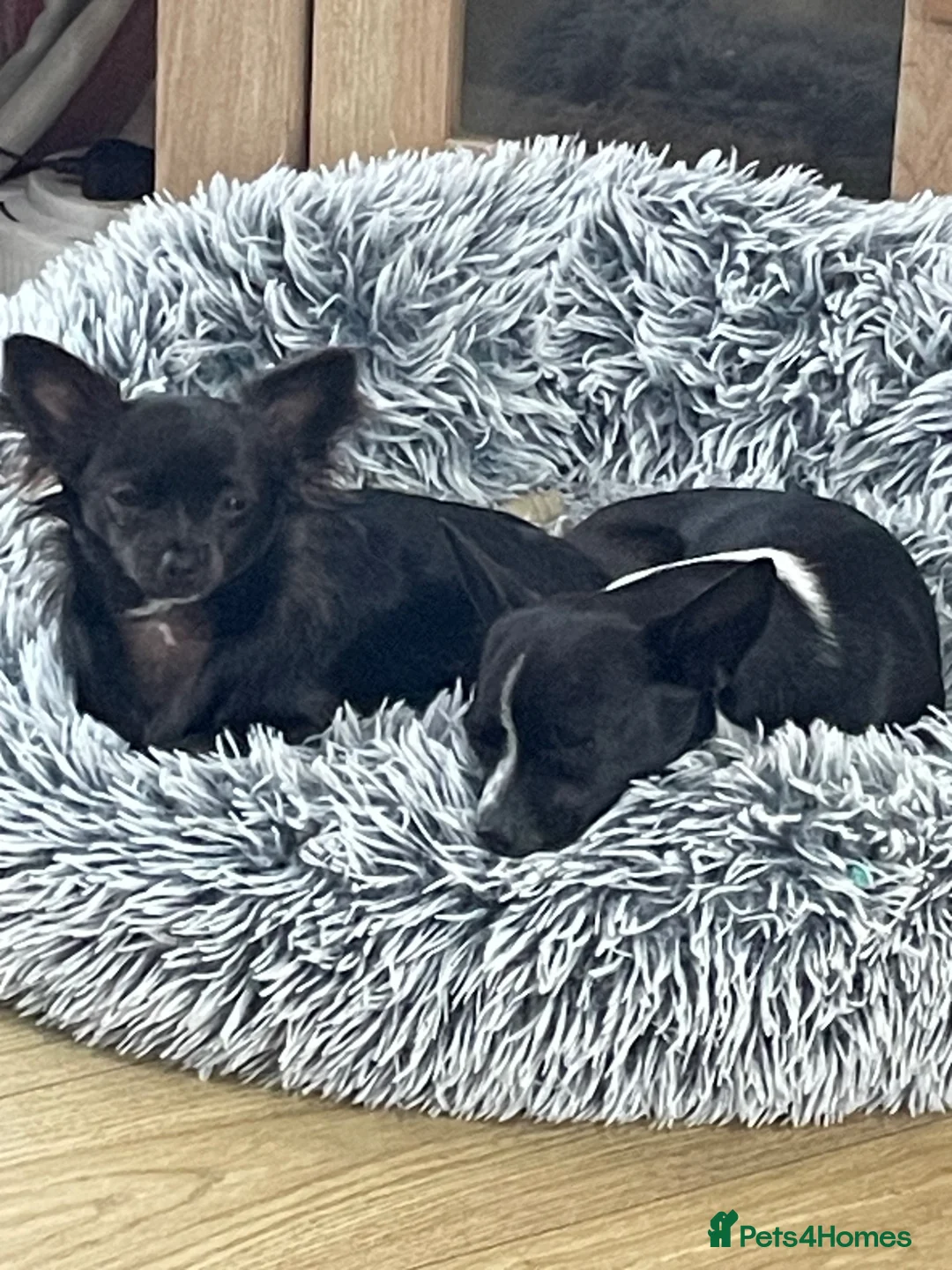 Chihuahua dogs for sale: Stan and Connie  in Birmingham - Advert 2