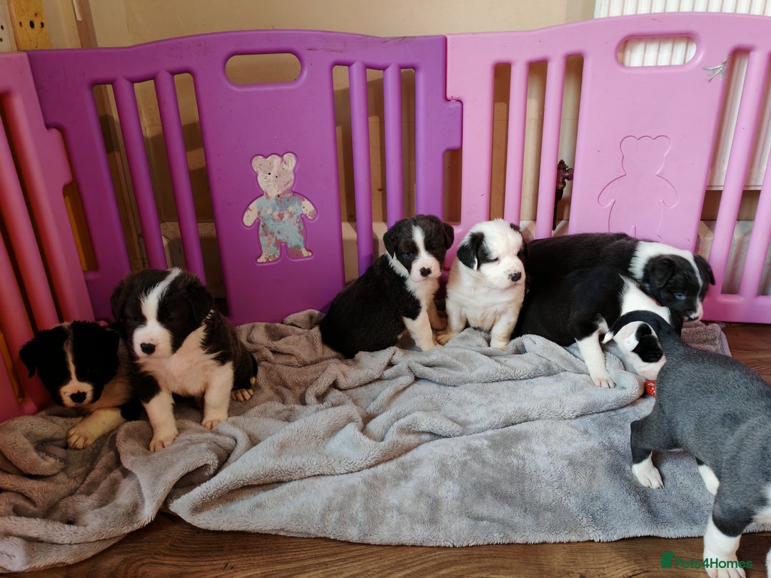 Mixed Breed dogs for sale: Old tyme bulldog x Border collie - Advert 3