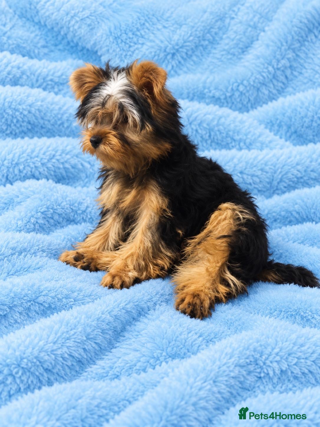 Yorkshire Terrier dogs for sale: DWKC 4 Yorkshire Terrier Boys  - Advert 9