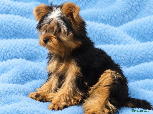 Yorkshire Terrier dogs for sale: DWKC 4 Yorkshire Terrier Boys - Advert 9