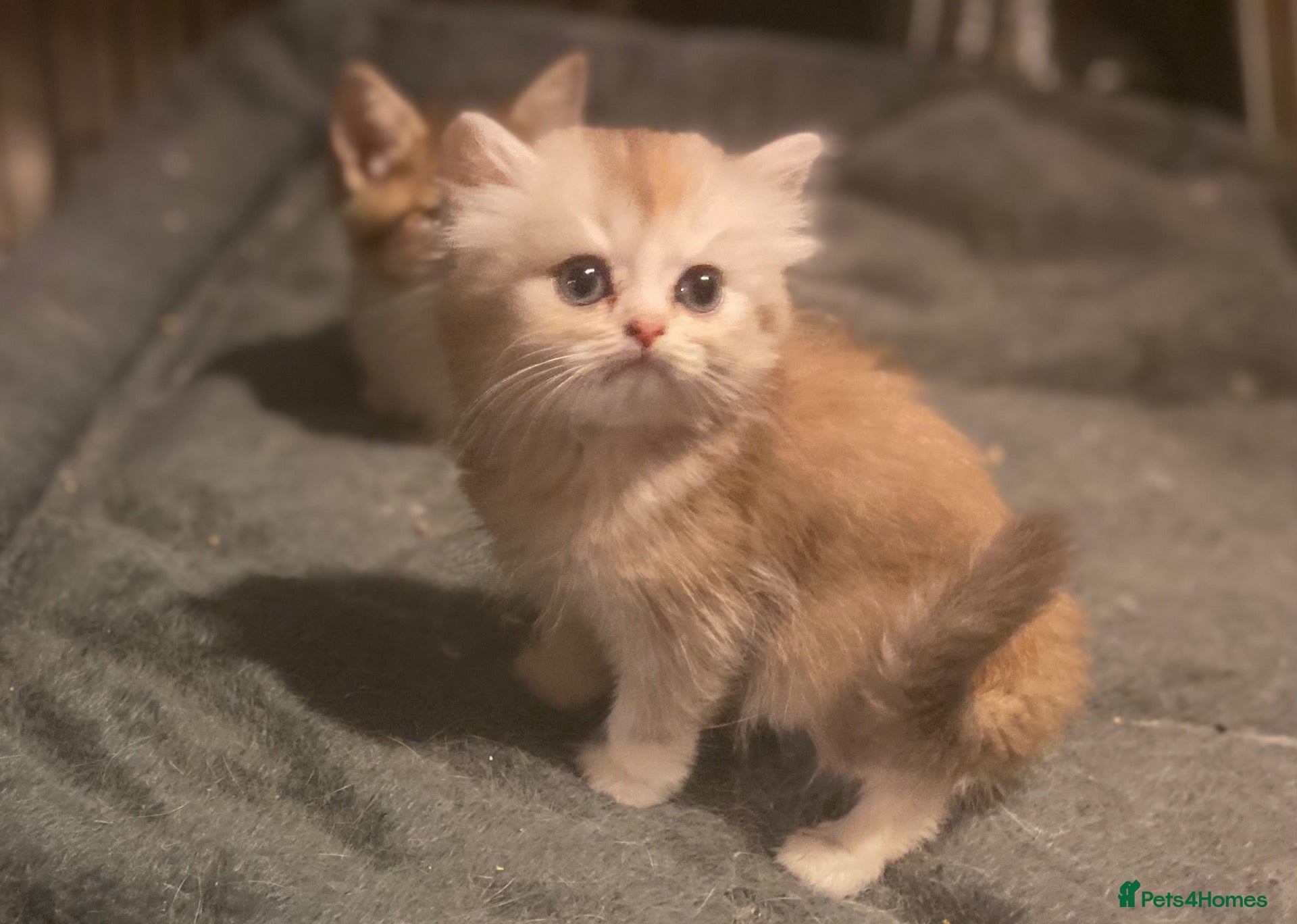 Munchkin cats Full Pedigree Munchkin Kittens - Advert 1