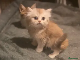 Munchkin cats Full Pedigree Munchkin Kittens - Advert 2