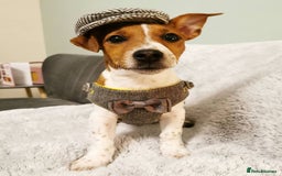 Jack Russell dogs for sale: JACK RUSSELL  - Image 6