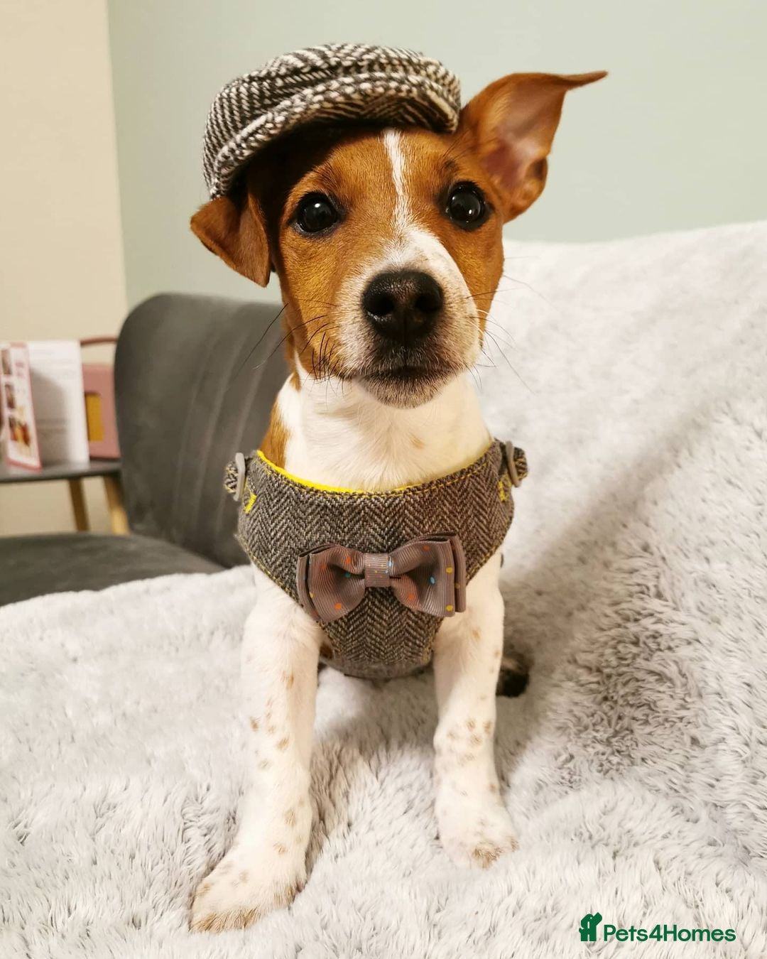 Jack Russell dogs for sale: JACK RUSSELL  - Image 6