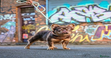 French Bulldog dogs in Nottingham - Advert 14