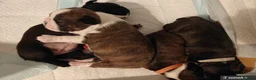 Mixed Breed dogs for sale: Boston Cross Pups Looking for Their Forever Home - Advert 6