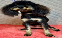 Miniature Poodle dogs for adoption: Lucy: The Little Poodle  - Image 5