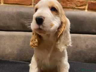 Cocker Spaniel dogs - Advert 9
