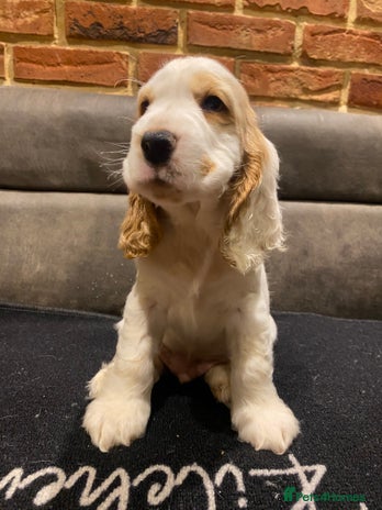 Cocker Spaniel dogs - Advert 11