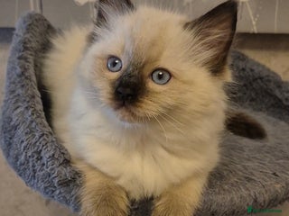 Ragdoll cats - Advert 9