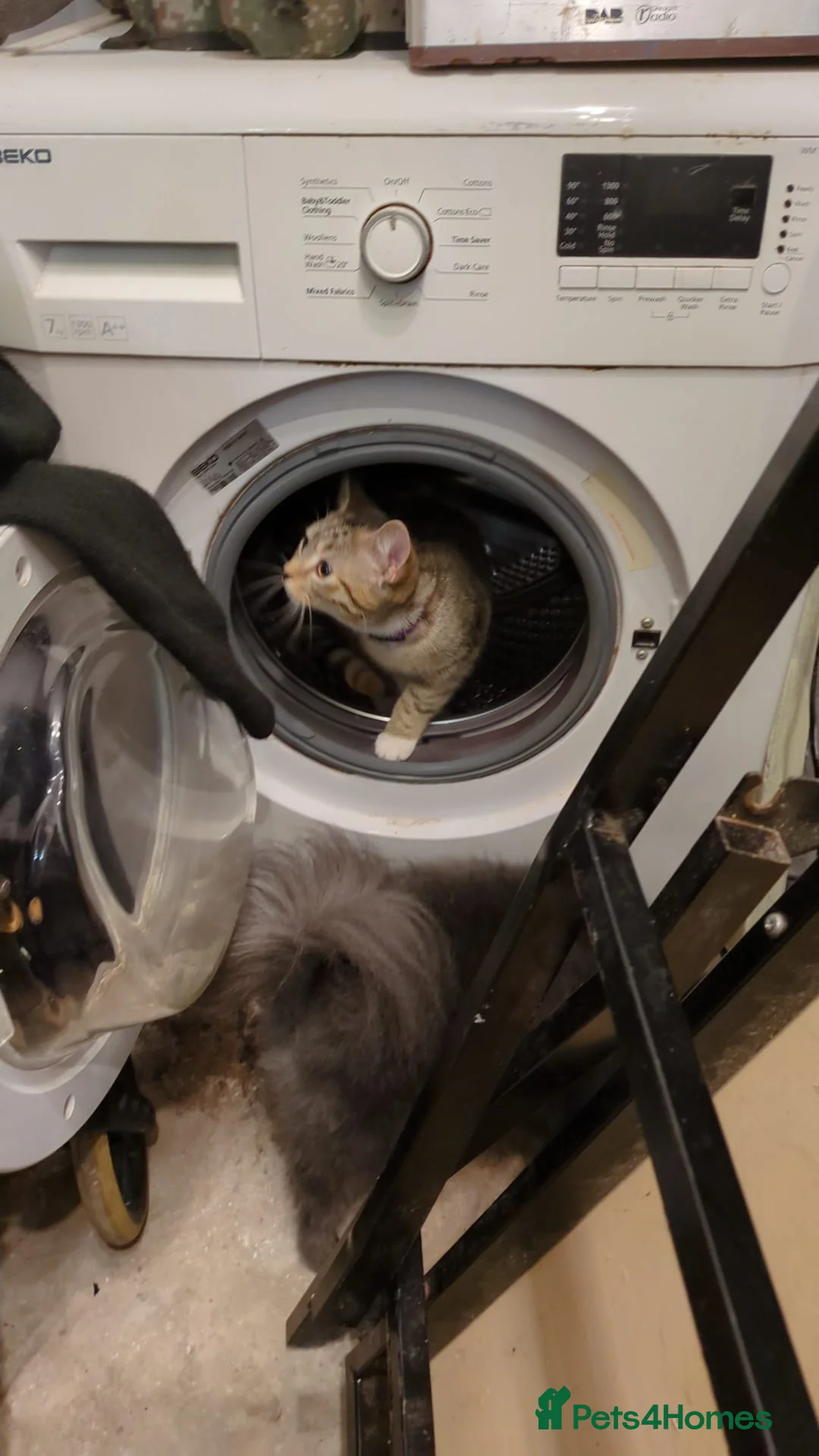 Mixed Breed cats for sale: Cat for sale minmin in Blackpool - Advert 2