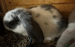 Mini Lop rabbits for sale: Super Friendly Mini Lop Babies - Image 12