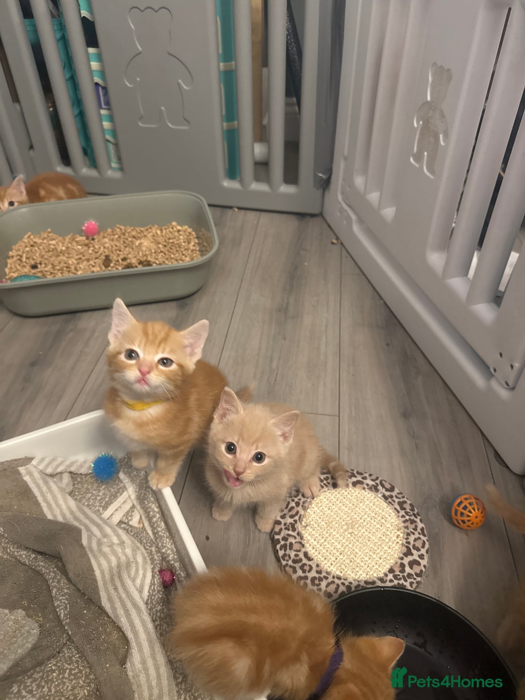 Domestic Shorthair cats for sale: Ginger kittens  - Image 13