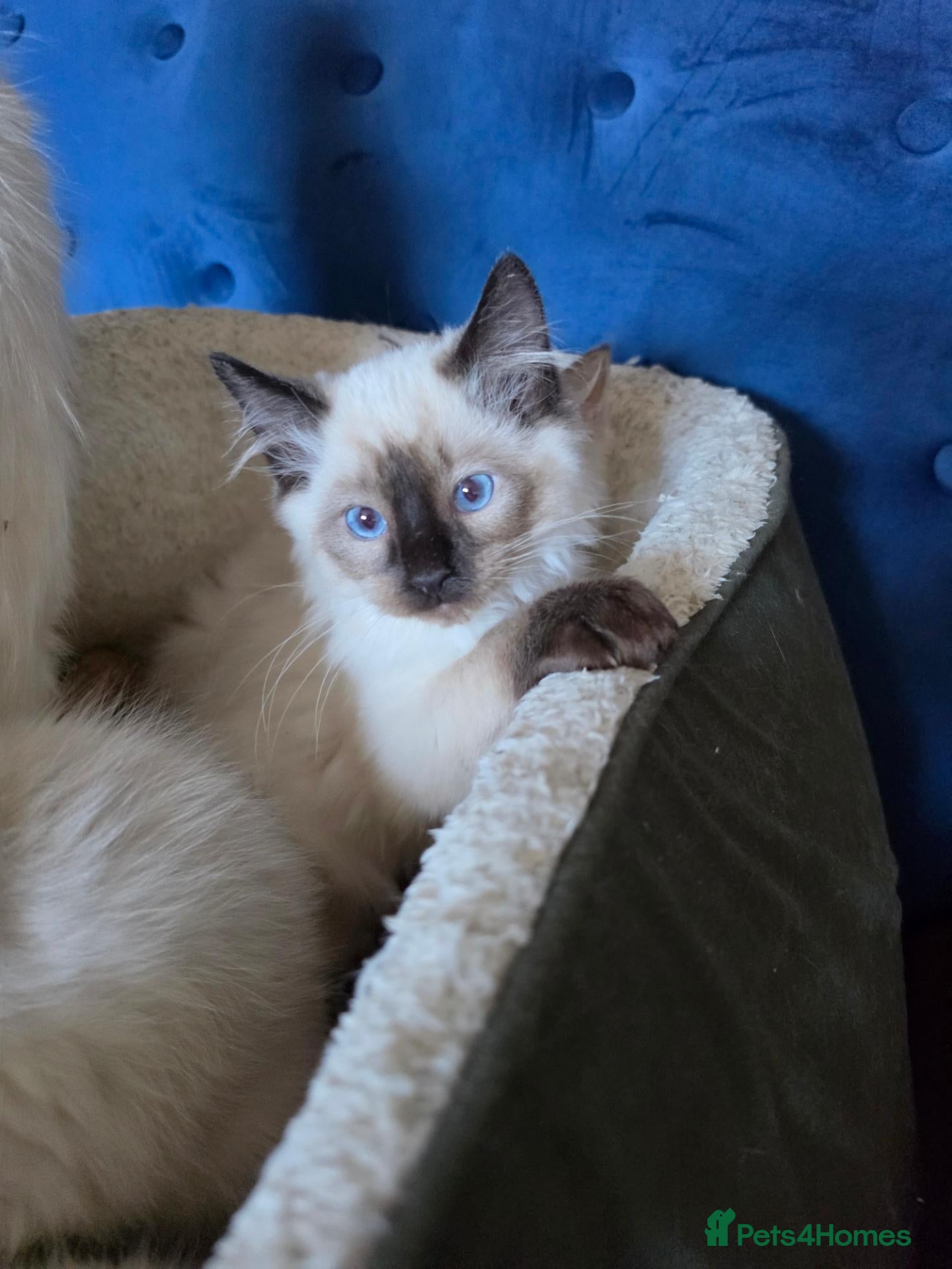 Ragdoll cats for sale: ❣️Helth checked, GCCF registered ❣️ - Advert 20