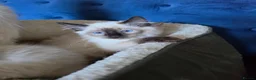 Ragdoll cats for sale: Registered/Pedigree/Stunning/Ragdolls  - Advert 12
