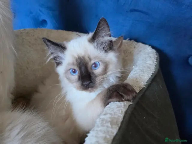Ragdoll cats for sale: ❣️Helth checked, GCCF registered ❣️ - Advert 20