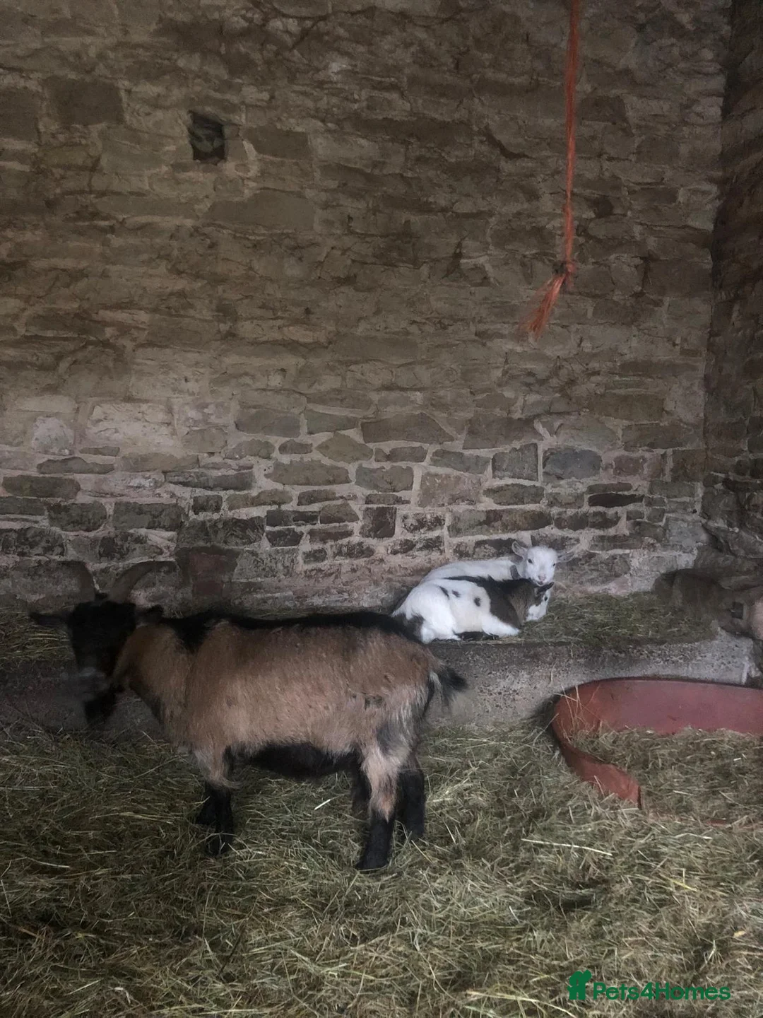 Goats livestock for sale: Pygmy kids for sale  - Advert 7