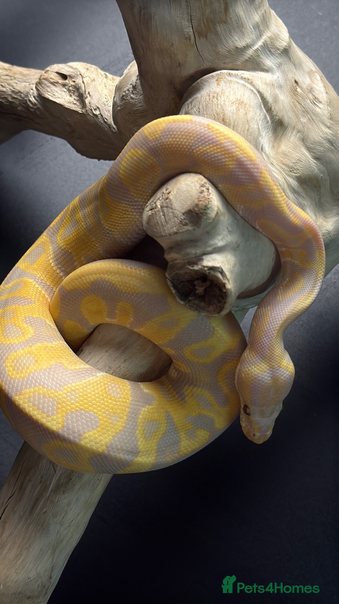 Python Snake reptiles for sale: (LZ-26-12) Candy-GHI-66% het Pied Female  - Advert 16