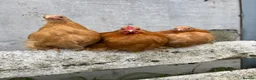 Chickens poultry for sale: Trio buff pekins - Advert 1