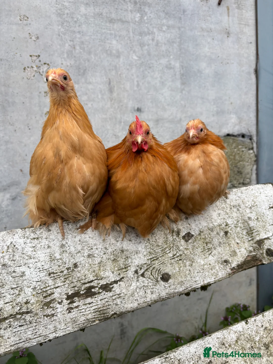 Chickens poultry for sale: Trio buff pekins - Advert 1