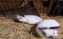 Lionhead rabbits for sale: Lovely floofy little lionheads males and females - Image 11
