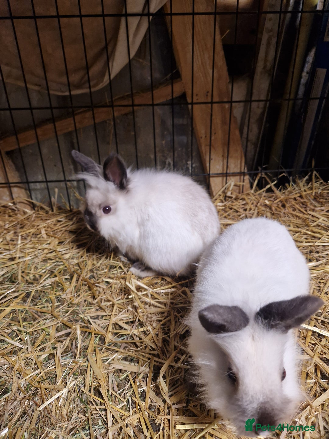 Lionhead rabbits for sale: Lovely floofy little lionheads males and females - Image 11
