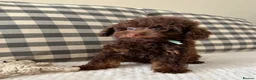 Toy Poodle dogs for sale: Health tested Toy poodle puppies  - Advert 9