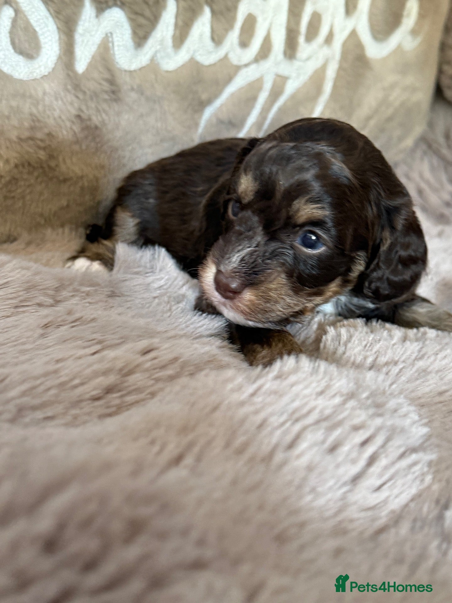 Cavapoo dogs Stunning Choc & Tan Cavapoo Boy  - Advert 1