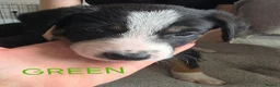 Border Collie dogs for sale: Beautiful litter of working border collie pups - Advert 13