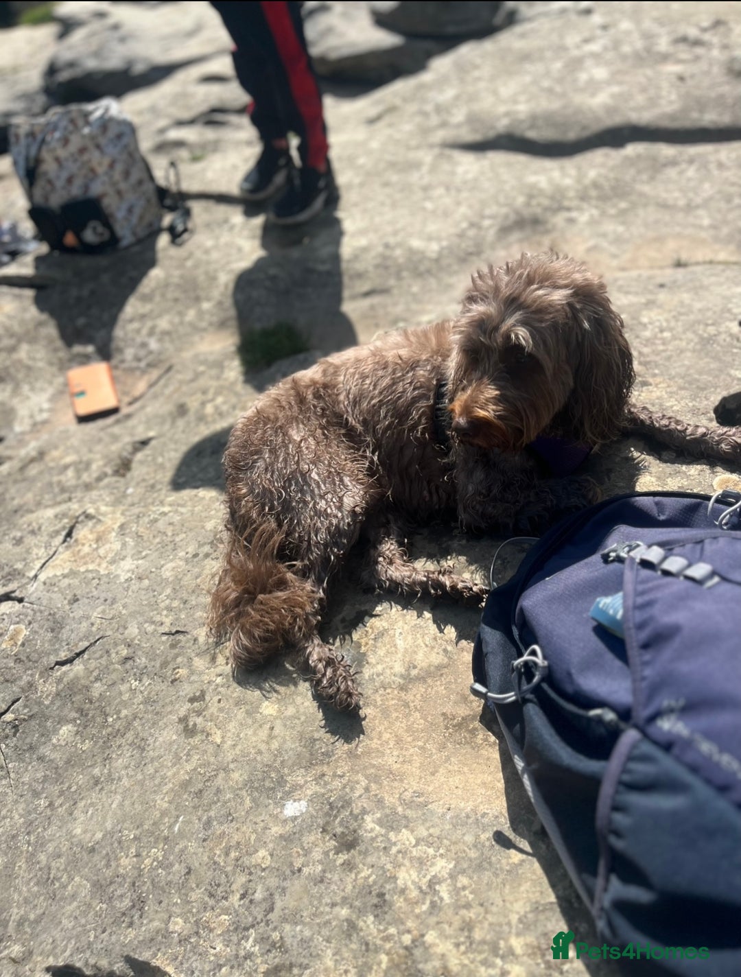 Cockapoo dogs for sale: Two beautiful girls  💞 - Image 5