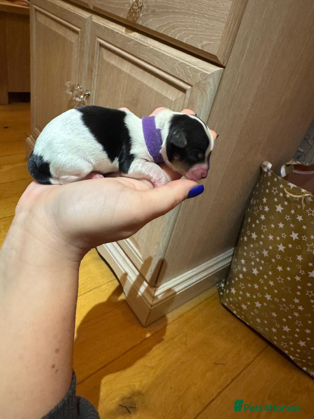 Biewer Terrier dogs for sale: Biewer Terrier Puppies  - Advert 7