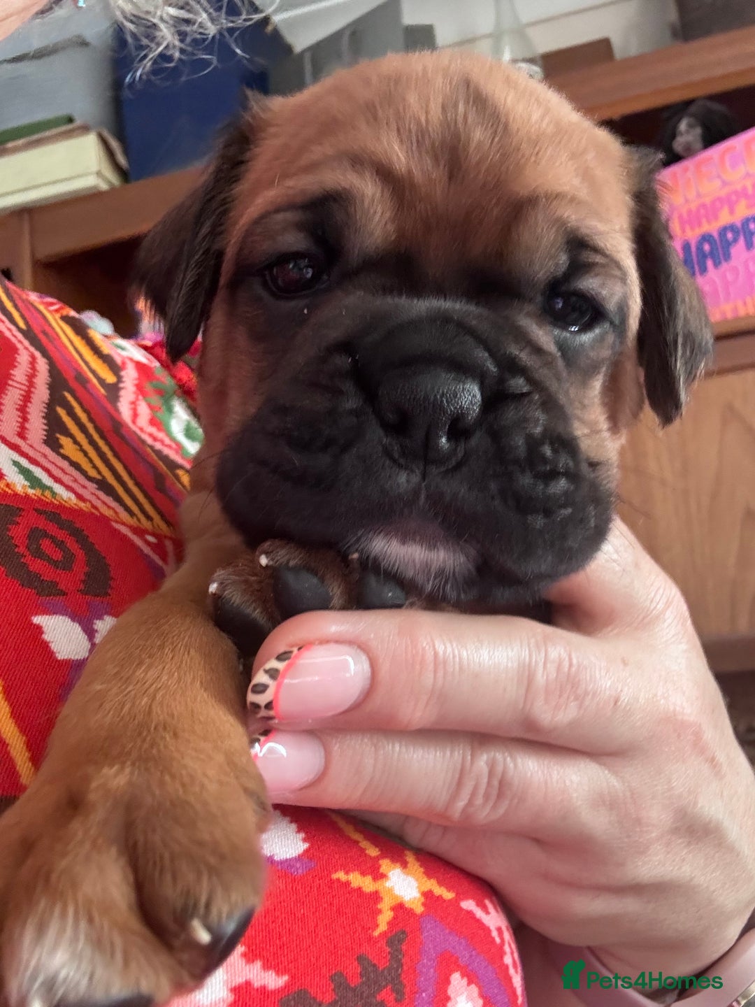 Boxer dogs for sale: 10 Boxer X Puppies - Ready 13th October - Image 14