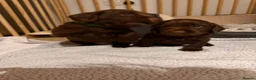 Cocker Spaniel dogs for sale: 6 Liver Cocker Spaniel Puppies - Advert 14