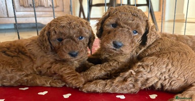 Miniature Poodle dogs - Advert 10