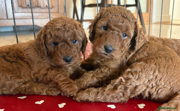 Miniature Poodle dogs - Advert 2