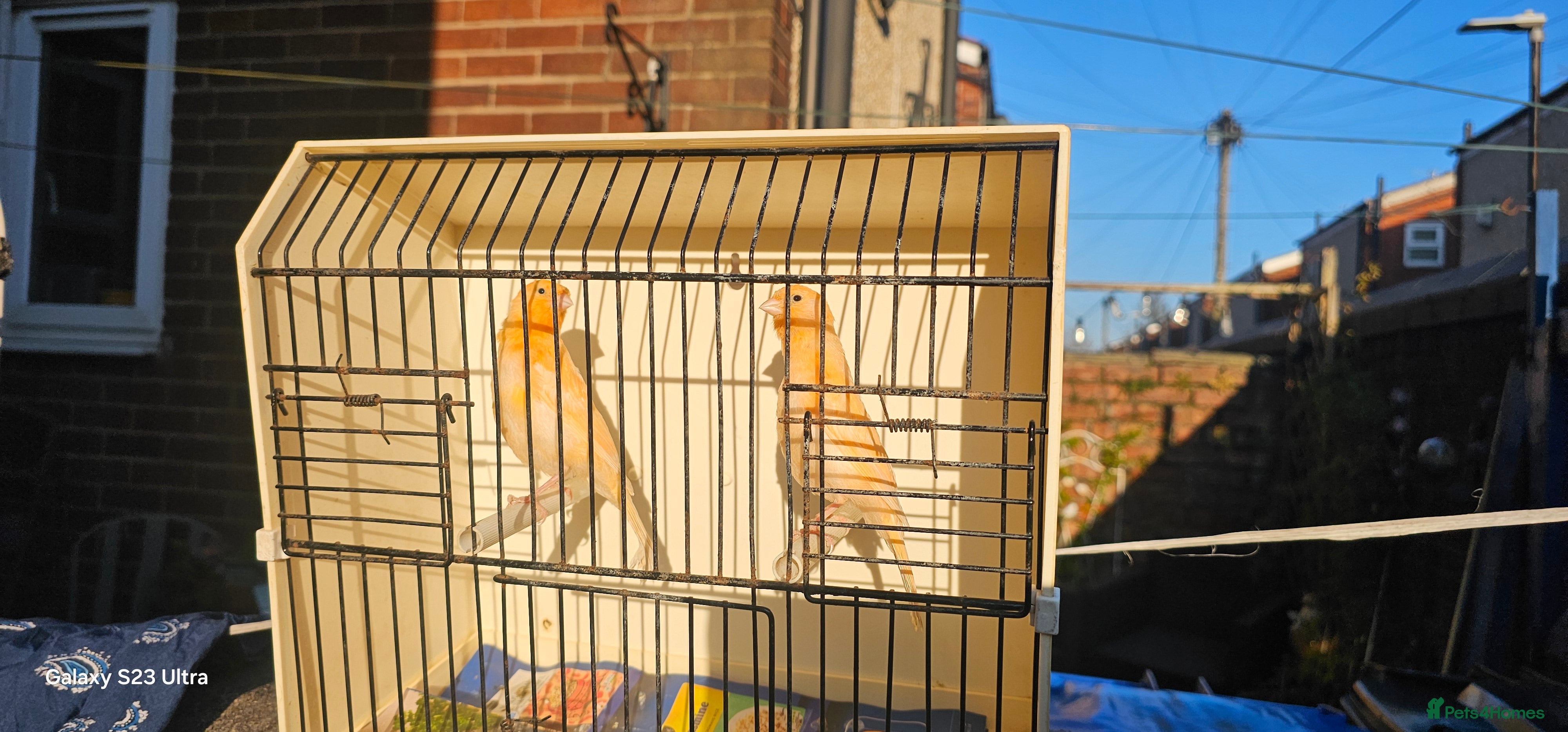 Canaries birds A pair of young canaries hatched on 17.12.25 - Advert 4