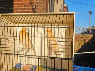 Canaries birds A pair of young canaries hatched on 17.12.25 - Advert 4