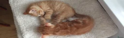 Mixed Breed cats for sale: 2 gorgeous kittens looking for their forever home  - Advert 2