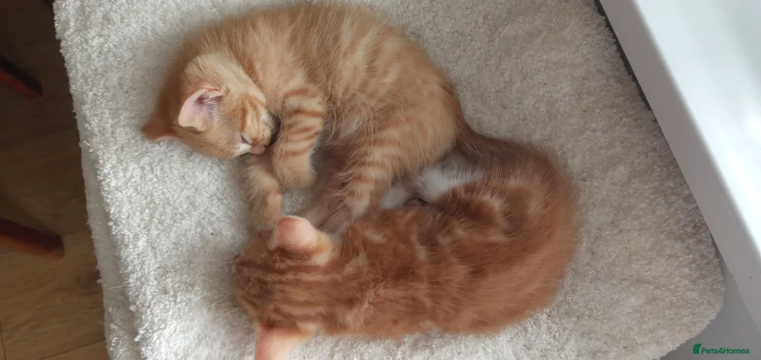 Mixed Breed cats for sale: 2 gorgeous kittens looking for their forever home  - Advert 2