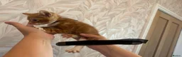 Mixed Breed cats for sale: Cute little kittens  - Advert 15