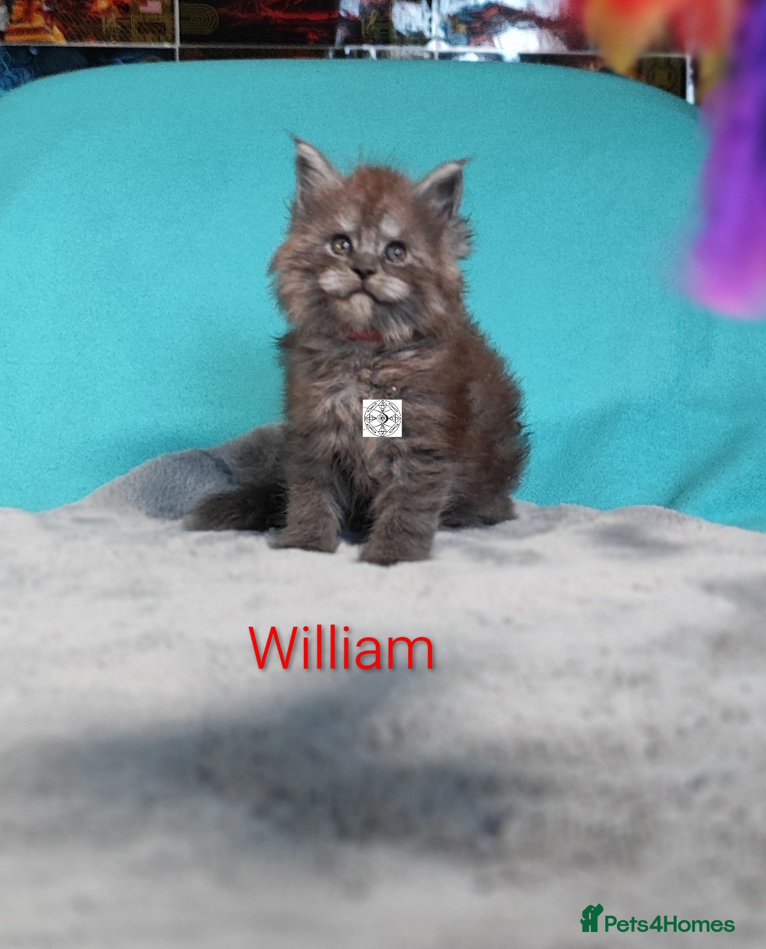 Maine Coon cats XXL beautiful pedigree kittens  - Advert 2